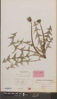 Isotype of Taraxacum lancidens Hagend., Soest & Zevenb. [family COMPOSITAE]