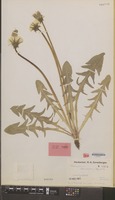 Holotype of Taraxacum atonolobum Hagend., Soest & Zevenb. [family COMPOSITAE]