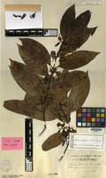 Type of Randia oxyodonta Drake [family RUBIACEAE]