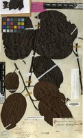 Lectotype of Anthocephalus morindifolius Korth. [family RUBIACEAE]