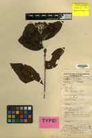 Type of Ixora dorgelonis Bremek. [family RUBIACEAE]
