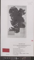 Holotype of Neonauclea ventricosa Ridsdale [family RUBIACEAE]