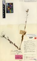 Holotype of Crassocephalum crepidioides (Benth.) S.Moore var. lutea Steenis [family COMPOSITAE]