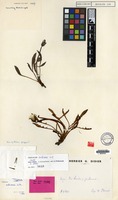 Holotype of Taraxacum ciliare Soest [family COMPOSITAE]