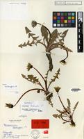 Isotype of Taraxacum delanghii Soest [family COMPOSITAE]