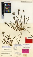 Isolectotype of Taraxacum neoaellenii Soest [family COMPOSITAE]