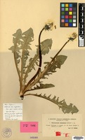 Isotype of Taraxacum sinuatum Dahlst. [family COMPOSITAE]