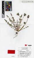 Isotype of Taraxacum subdolum Kirschner & Štepánek [family COMPOSITAE]