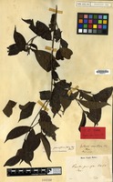 Type of Pavetta pauciflora Blume [family RUBIACEAE]