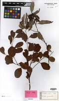 Isotype of Eucalyptus orgadophila Maiden & Blakely [family MYRTACEAE]
