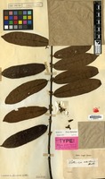 Lectotype of Pellacalyx axillaris Korth. [family RHIZOPHORACEAE]