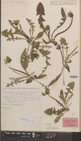 Holotype of Taraxacum akteum Hagend., Soest & Zevenb. [family COMPOSITAE]
