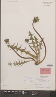 Isotype of Taraxacum exsertum Hagend., Soest & Zevenb. [family COMPOSITAE]