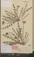 Holotype of Taraxacum nitidum Hagend., Soest & Zevenb. [family COMPOSITAE]
