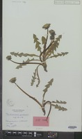 Holotype of Taraxacum prionum Hagend., Soest & Zevenb. [family COMPOSITAE]