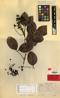 Holotype of Arytera miniata H.Turner [family SAPINDACEAE]