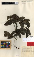 Holotype of Elattostachys erythrocarpa Adema [family SAPINDACEAE]