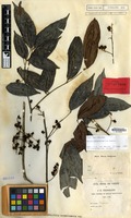 Isolectotype of Guioa patentinervis Radlk. [family SAPINDACEAE]