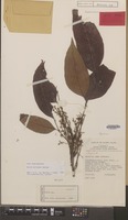 Holotype of Guioa sufusana Welzen [family SAPINDACEAE]