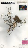 Holotype of Lepisanthes bengalan Leenh. [family SAPINDACEAE]