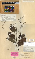 Isotype of Ardisia ochracea Elmer [family MYRSINACEAE]