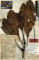 Holotype of Mangifera campnospermoides Kosterm. [family ANACARDIACEAE]