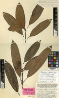 Type of Mangifera inocarpoides Merr. & L.M.Perry [family ANACARDIACEAE]