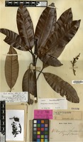 Isotype of Mangifera foetida Lour. var. bombom Blume [family ANACARDIACEAE]