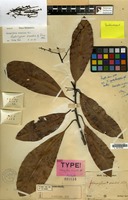 Lectotype of Mangifera similis Blume [family ANACARDIACEAE]