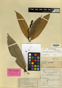Isolectotype of Melanochyla tomentosa Hook.f. var. glabrescens Koord. & Valeton [family ANACARDIACEAE]