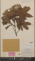 Isotype of Flindersia chysantha Merr. & L.M.Perry [family RUTACEAE]