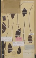 Syntype of Mezoneuron grande Miq. [family LEGUMINOSAE-CAES.]