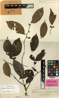 Type of Cynometra whitfordii Elmer [family LEGUMINOSAE-CAES.]