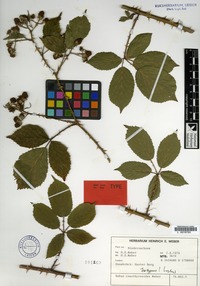 Isotype of Rubus conothyrsoides H.E.Weber [family ROSACEAE]