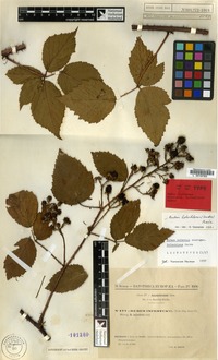 Lectotype of Rubus infestus Hartm. microg holochlous Sudre [family ROSACEAE]