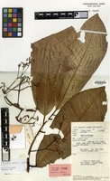Holotype of Myristica extensa W.J.de Wilde [family MYRISTICACEAE]
