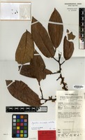 Holotype of Myristica inundata W.J.de Wilde [family MYRISTICACEAE]