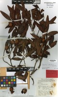 Holotype of Myristica ultrabasica W.J.de Wilde [family MYRISTICACEAE]
