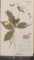 Isotype of Achyranthes ancistrophora C.C.Towns. [family AMARANTHACEAE]