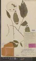Isotype of Gjellerupia papuana Lauterb. [family OPILIACEAE]