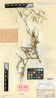 Isotype of Dendrophthora martinicensis Kuijt [family LORANTHACEAE]