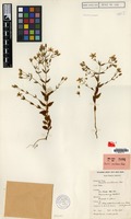 Isotype of Swertia pinetorum Kerr [family GENTIANACEAE]
