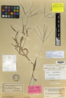 Digitaria adscendens in Global Plants on JSTOR