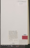 Isotype of Pandanus akara H.St.John [family PANDANACEAE]