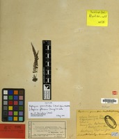 Isotype of Diplazium grammitoides C.Presl [family PTERIDOPHYTA]