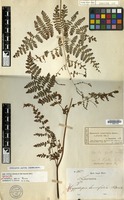 Lectotype of Cheilanthes alpina Blume [family PTERIDOPHYTA]