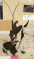 Holotype of Leptochilus decurrens Blume [family PTERIDOPHYTA]