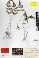 Isotype of Lindsaea parvipinnula K.Iwats. [family PTERIDOPHYTA]