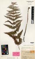Isotype of Dryopteris bukoensis Tagawa [family PTERIDOPHYTA]
