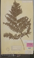 Syntype of Aspidium subtripinnatum Miq. [family DRYOPTERIDACEAE]